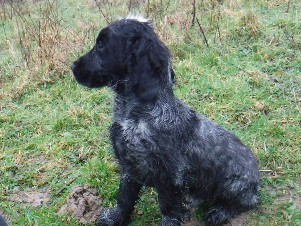 Nibali De la vallee du vignon