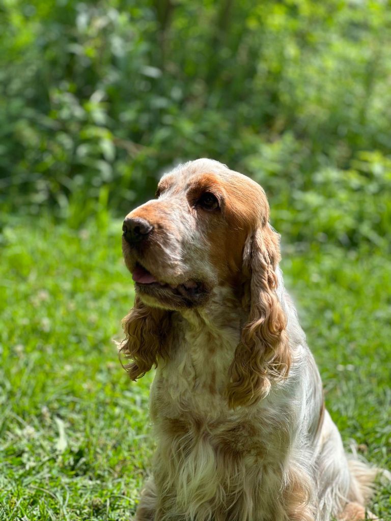 TR. CH. Noisette De la vallee du vignon