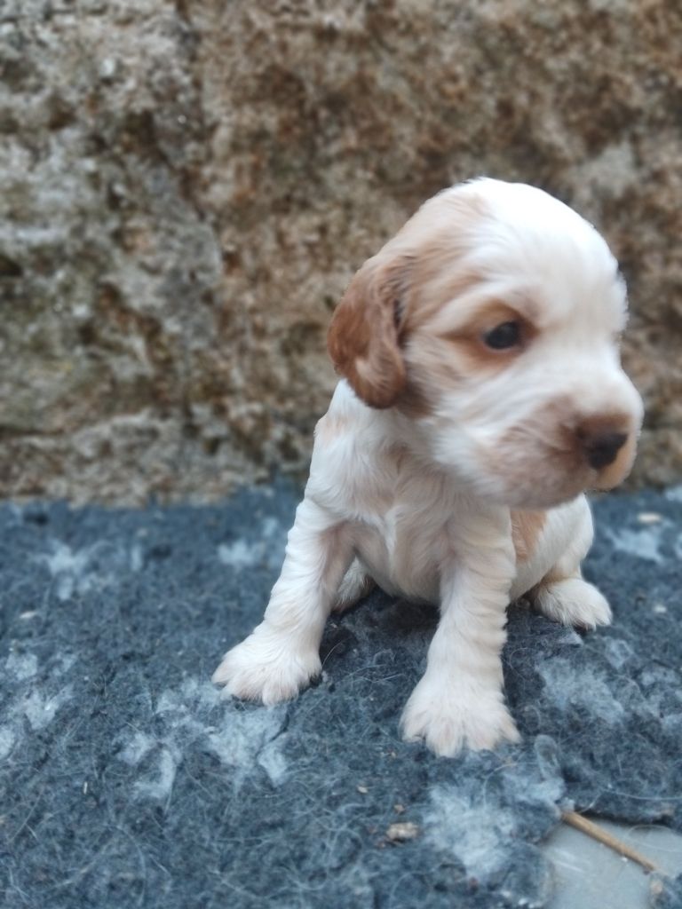 De la vallee du vignon - Chiots disponibles - Cocker Spaniel Anglais