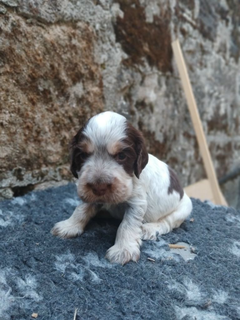 De la vallee du vignon - Chiots disponibles - Cocker Spaniel Anglais