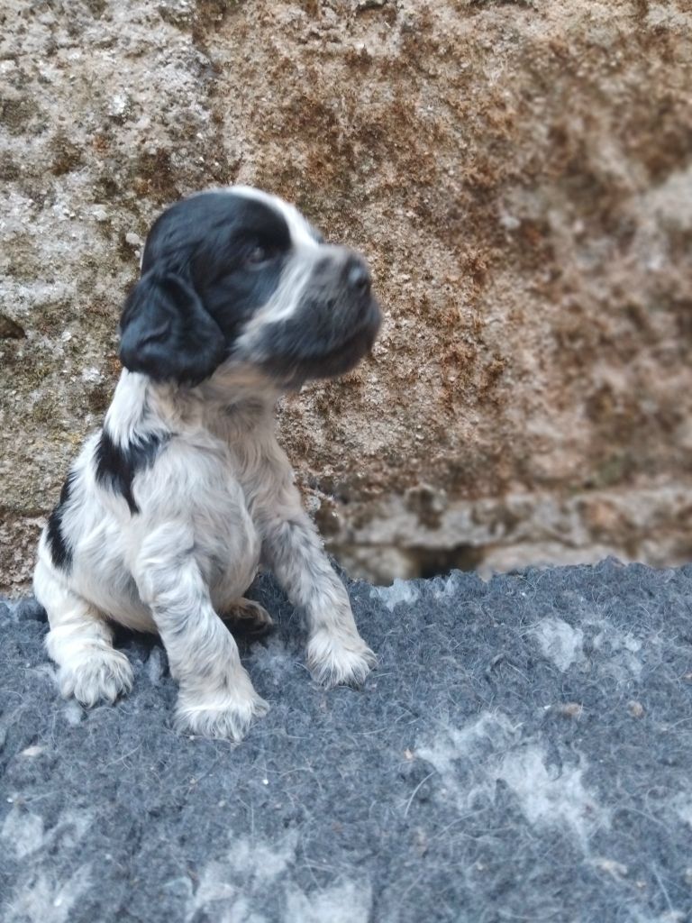 De la vallee du vignon - Chiots disponibles - Cocker Spaniel Anglais
