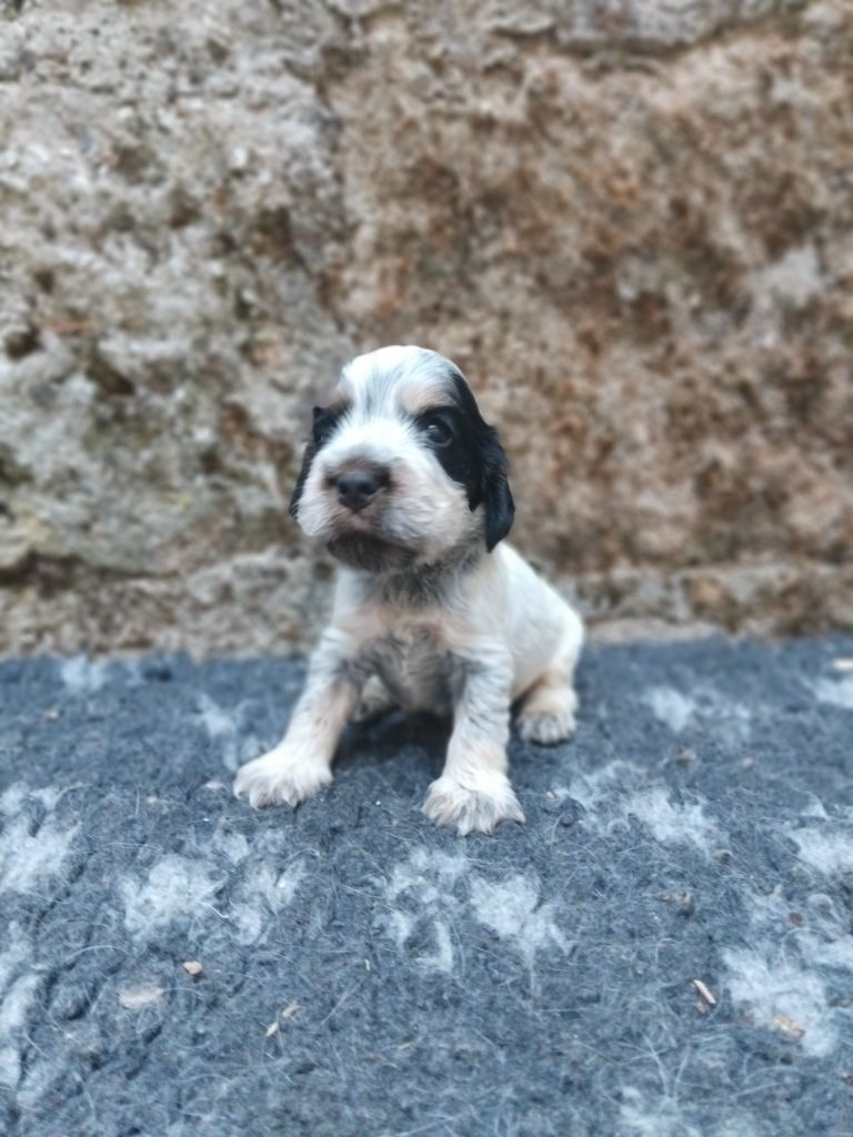 De la vallee du vignon - Chiots disponibles - Cocker Spaniel Anglais