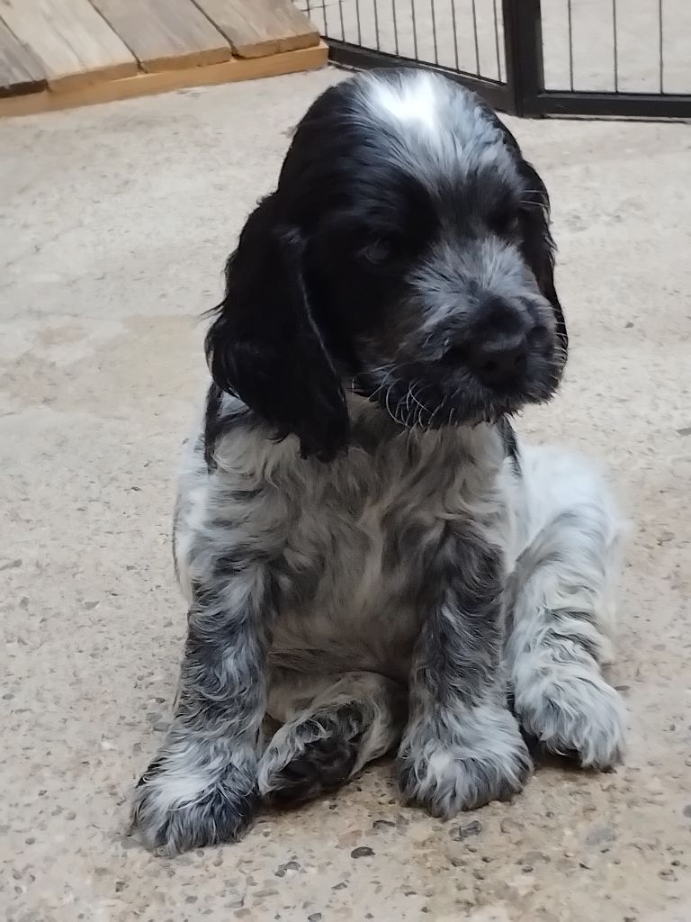 De la vallee du vignon - Chiots disponibles - Cocker Spaniel Anglais