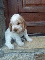NOISETTE
