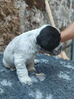 CHIOT 6