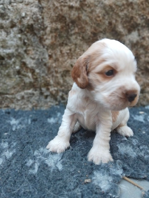 CHIOT 5