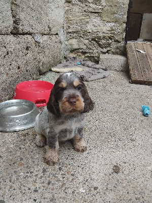 CHIOT 2