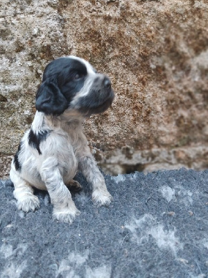 CHIOT 1