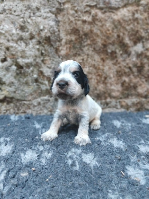 CHIOT 3