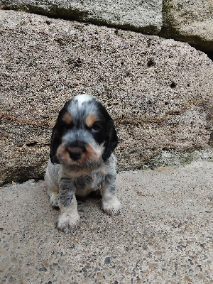 CHIOT 3