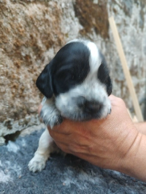 CHIOT 4