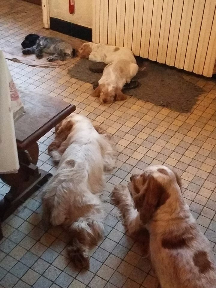 De la vallee du vignon - Cocker Spaniel Anglais - Portée née le 09/09/2017