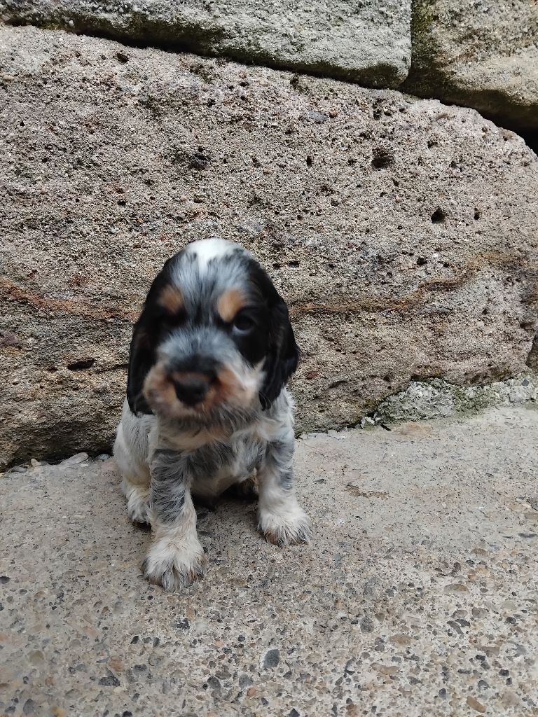 De la vallee du vignon - Chiots disponibles - Cocker Spaniel Anglais
